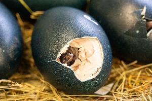 Nachwuchs bei den Emus in der Wilhelma Stuttgart